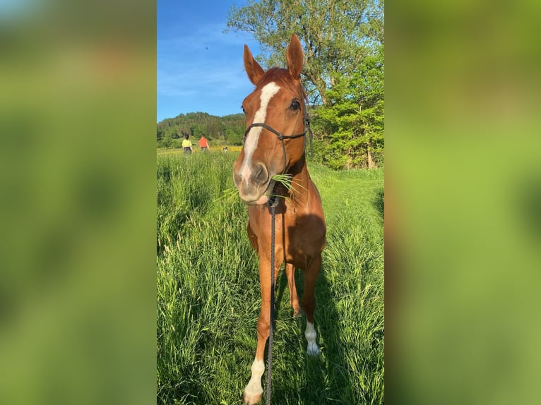 Hanoverian Mare 8 years 16,2 hh Chestnut-Red in Balingen