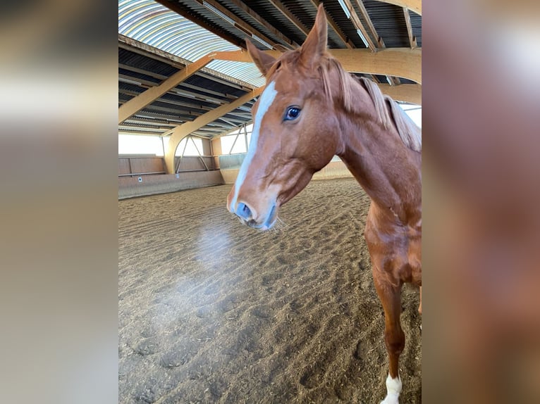 Hanoverian Mare 8 years 16,2 hh Chestnut-Red in Balingen