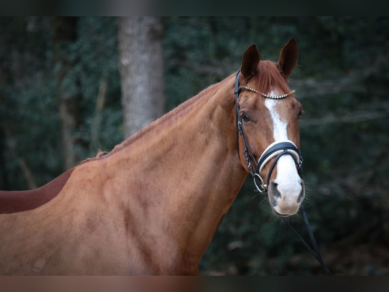 Hanoverian Mare 8 years 16.2 hh Chestnut-Red in Wuppertal