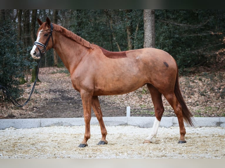 Hanoverian Mare 8 years 16.2 hh Chestnut-Red in Wuppertal