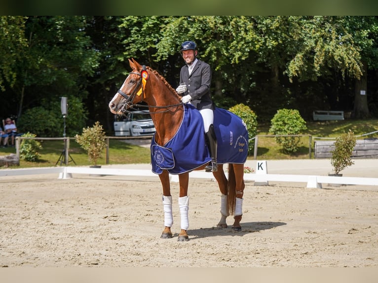 Hanoverian Mare 8 years 16.2 hh Chestnut-Red in Wuppertal