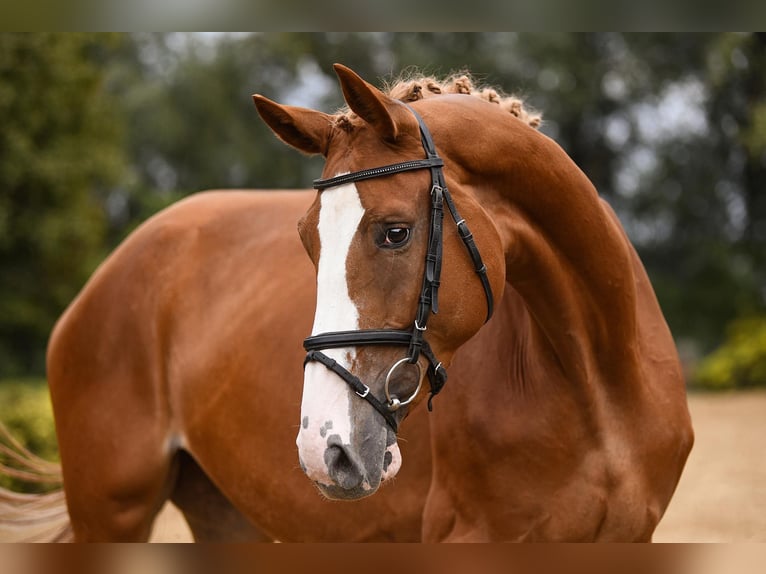 Hanoverian Mare 8 years 16.2 hh Chestnut-Red in Riedstadt