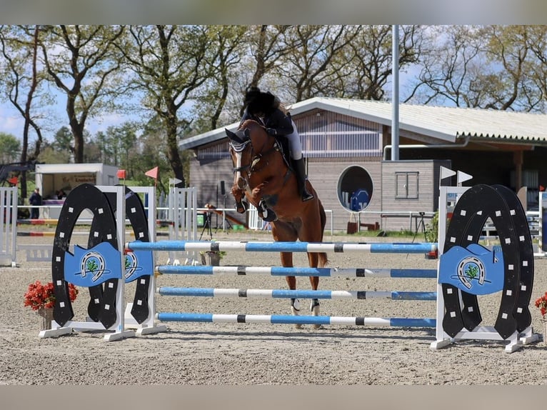 Hanoverian Mare 8 years 16.2 hh Chestnut-Red in Krembz