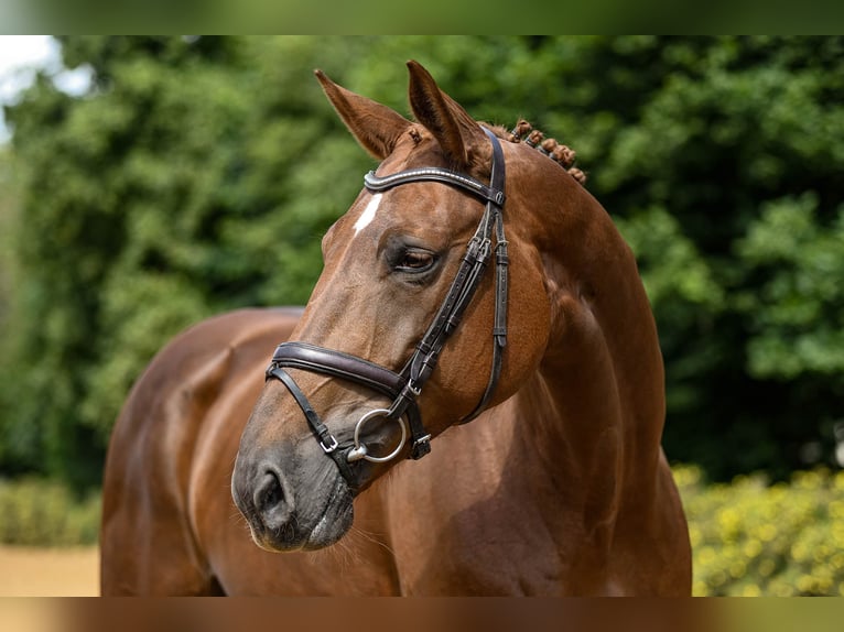 Hanoverian Mare 8 years 16,2 hh Chestnut-Red in Riedstadt