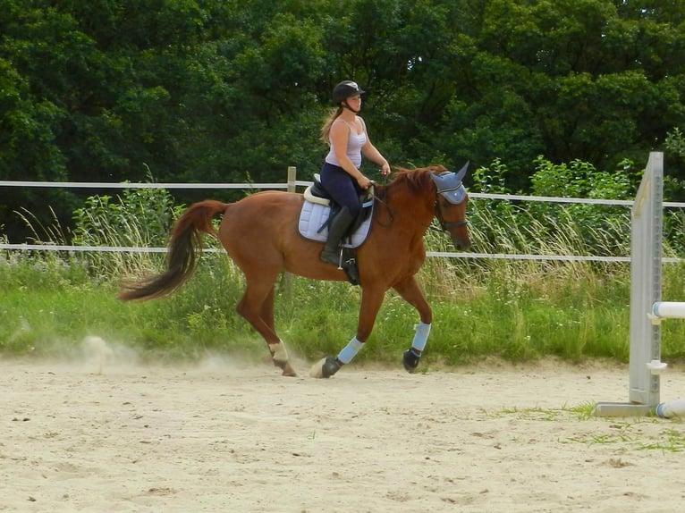 Hanoverian Mare 8 years 16.2 hh Chestnut-Red in Wiesbaden