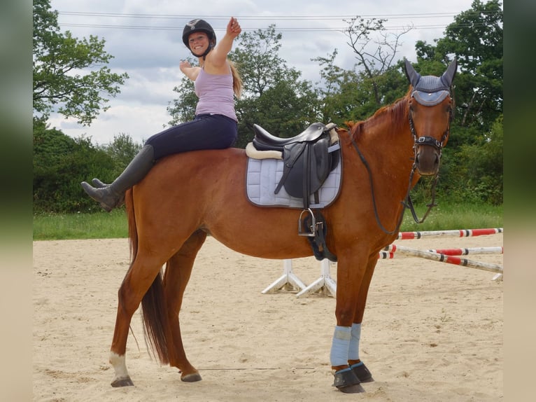 Hanoverian Mare 8 years 16.2 hh Chestnut-Red in Wiesbaden