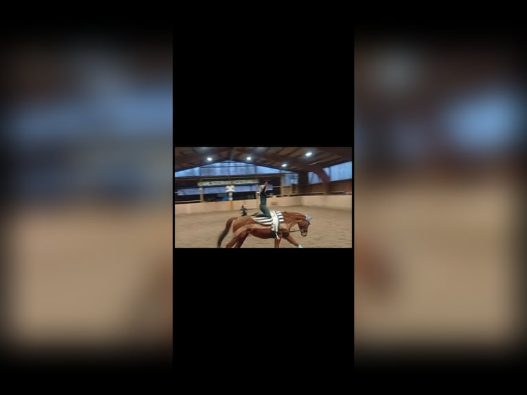 Hanoverian Mare 8 years 16.2 hh Chestnut-Red in Wiesbaden