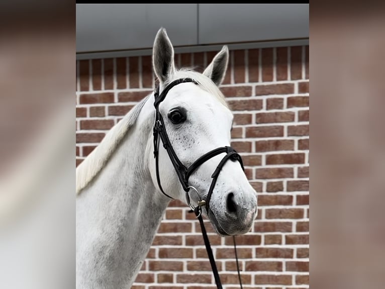 Hanoverian Mare 8 years 16,2 hh Gray in Walldorf