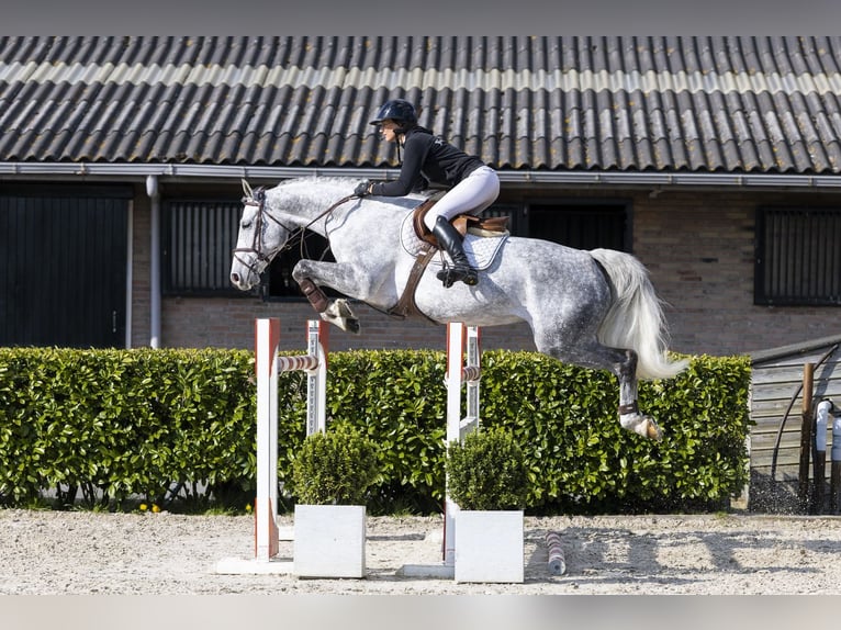 Hanoverian Mare 8 years 16.2 hh  in Waddinxveen