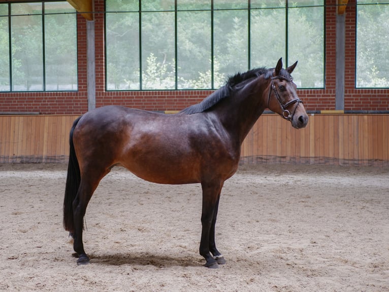 Hanoverian Mare 8 years 16.2 hh Smoky-Black in Ankum