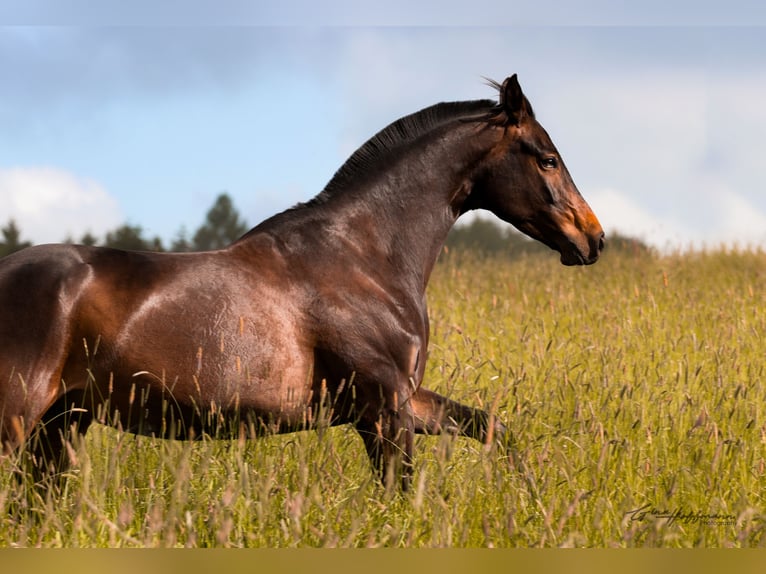 Hanoverian Mare 8 years 16.2 hh Smoky-Black in Schwelm