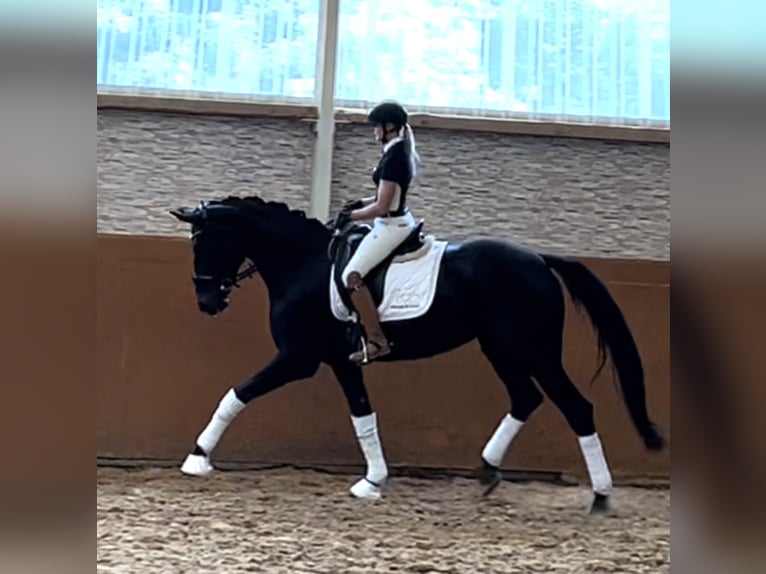 Hanoverian Mare 8 years 16,2 hh Smoky-Black in Wehringen