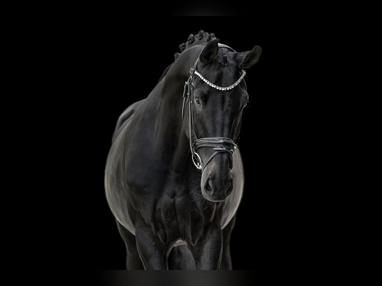 Hanoverian Mare 8 years 16,2 hh Smoky-Black in Wehringen