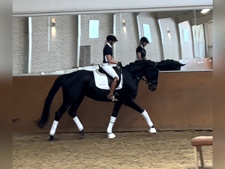 Hanoverian Mare 8 years 16,2 hh Smoky-Black in Wehringen