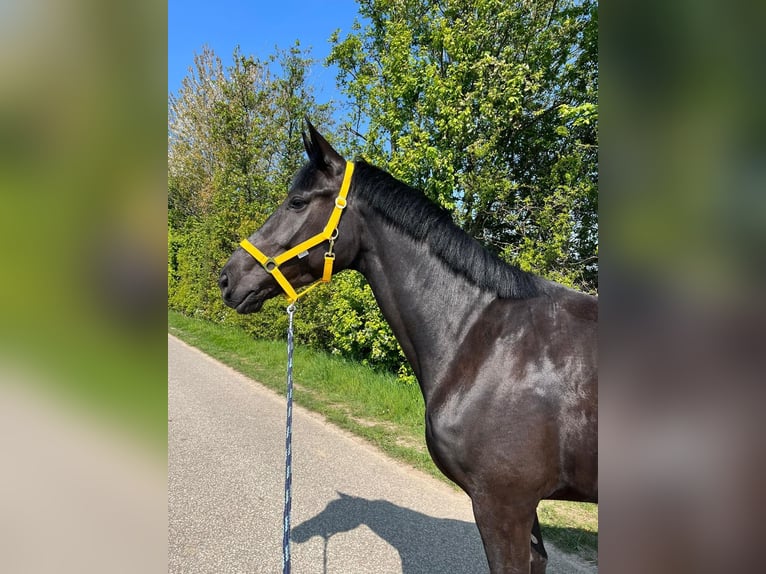 Hanoverian Mare 8 years 16.3 hh Black in Übach-Palenberg