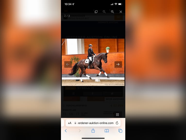 Hanoverian Mare 8 years 16.3 hh Black in Übach-Palenberg