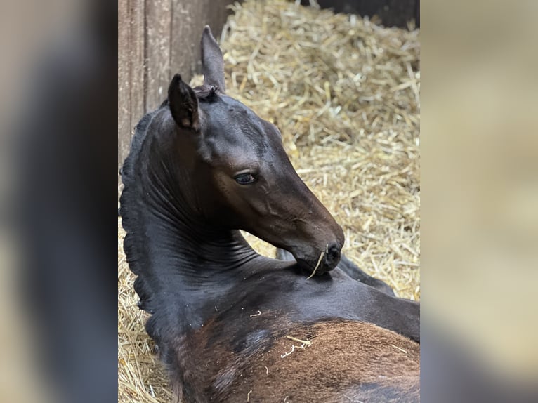 Hanoverian Mare 8 years 16,3 hh Brown in Hohenahr