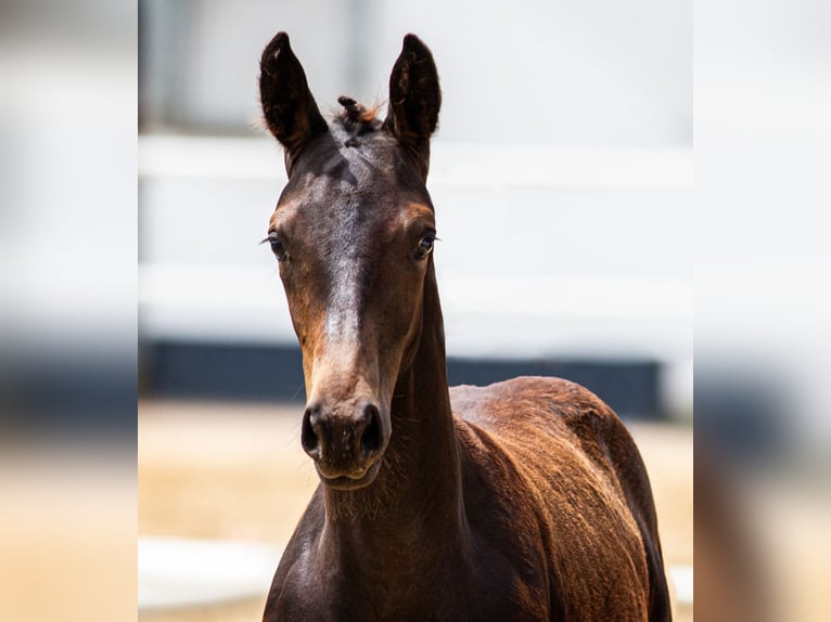 Hanoverian Mare 8 years 16,3 hh Brown in Hohenahr