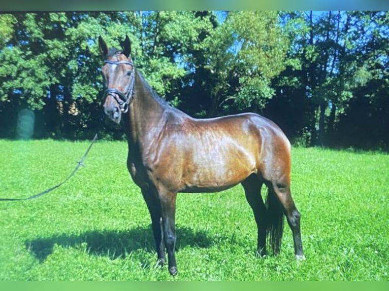 Hanoverian Mare 8 years 16,3 hh Brown in Weimar