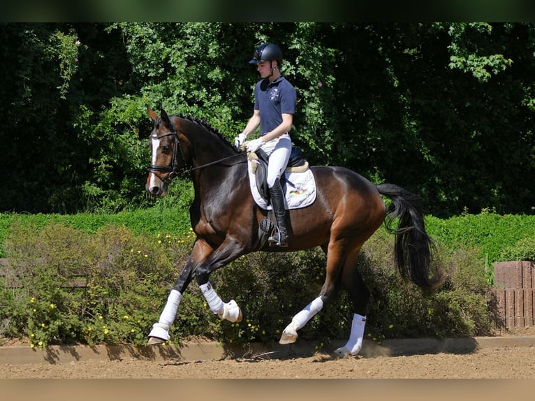 Hanoverian Mare 8 years 16,3 hh Brown in Riedstadt