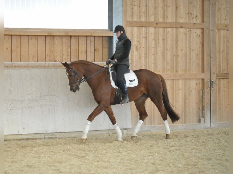 Hanoverian Mare 8 years 16,3 hh Chestnut-Red in Wellheim