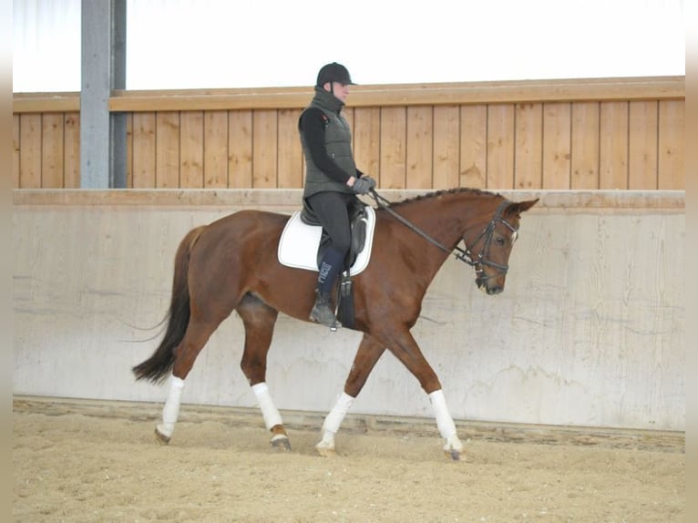 Hanoverian Mare 8 years 16,3 hh Chestnut-Red in Wellheim