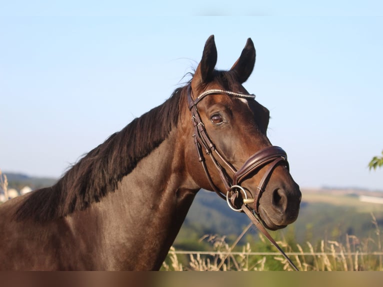 Hanoverian Mare 8 years 16 hh Bay-Dark in Neuerburg