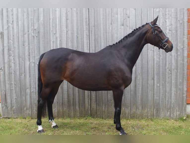 Hanoverian Mare 8 years 16 hh Bay-Dark in Rendsburg