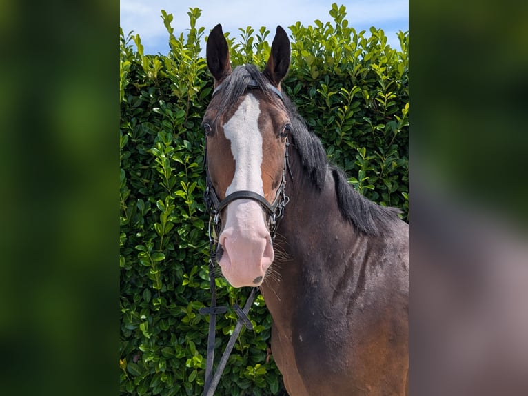 Hanoverian Mare 8 years 16 hh Bay-Dark in Gangelt