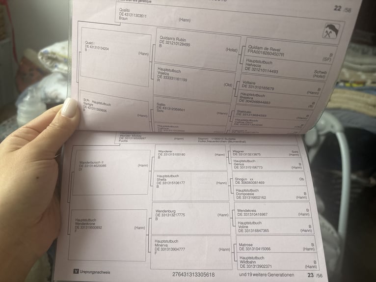 Hanoverian Mare 8 years 16 hh Bay in Racot