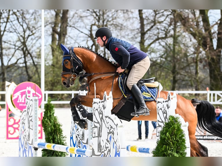 Hanoverian Mare 8 years 16 hh Bay in Racot