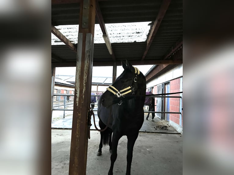 Hanoverian Mare 8 years 16 hh Black in Frankfurt am Main