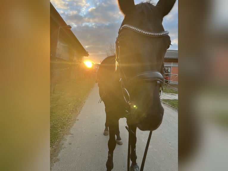 Hanoverian Mare 8 years 16 hh Black in Frankfurt am Main