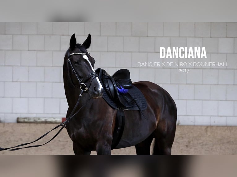 Hanoverian Mare 8 years 16 hh Black in Vehlefanz