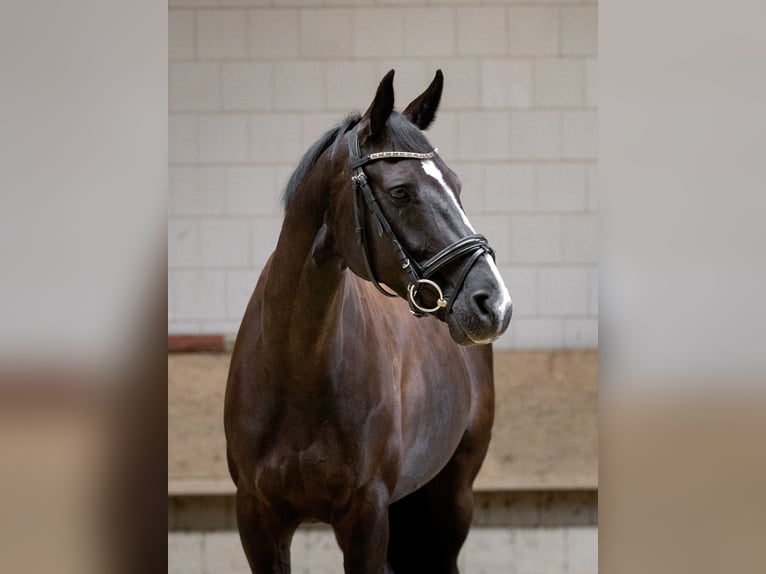 Hanoverian Mare 8 years 16 hh Black in Vehlefanz