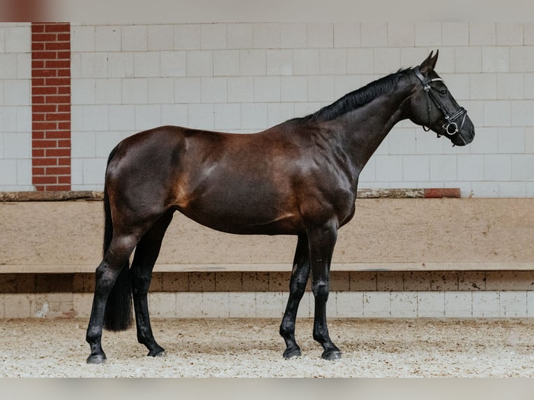 Hanoverian Mare 8 years 16 hh Black in Vehlefanz