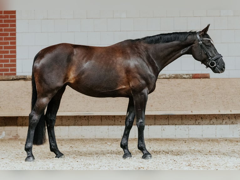Hanoverian Mare 8 years 16 hh Black in Vehlefanz