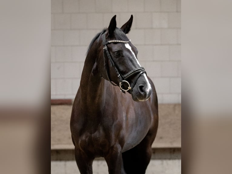 Hanoverian Mare 8 years 16 hh Black in Vehlefanz