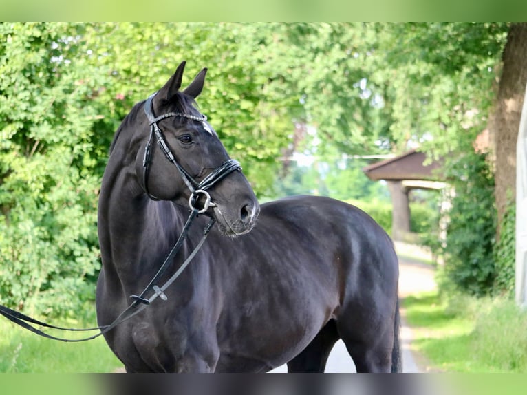 Hanoverian Mare 8 years 16 hh Black in Glandorf