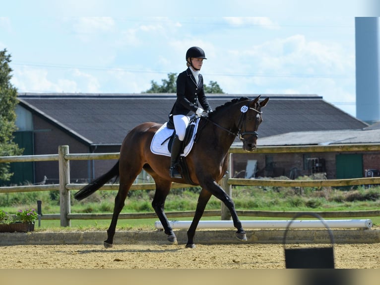 Hanoverian Mare 8 years 16 hh Brown in Borken