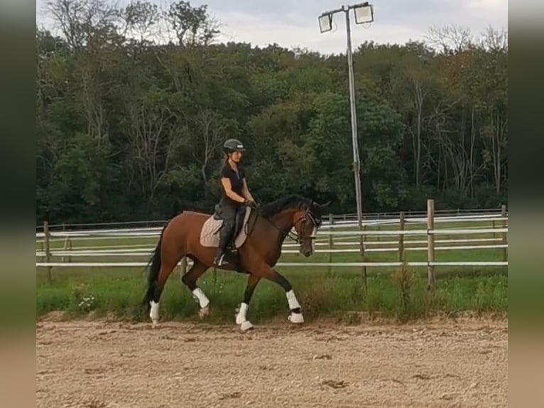 Hanoverian Mare 8 years 16 hh Brown in Burghausen