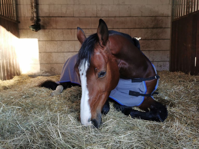 Hanoverian Mare 8 years 16 hh Brown in Burghausen