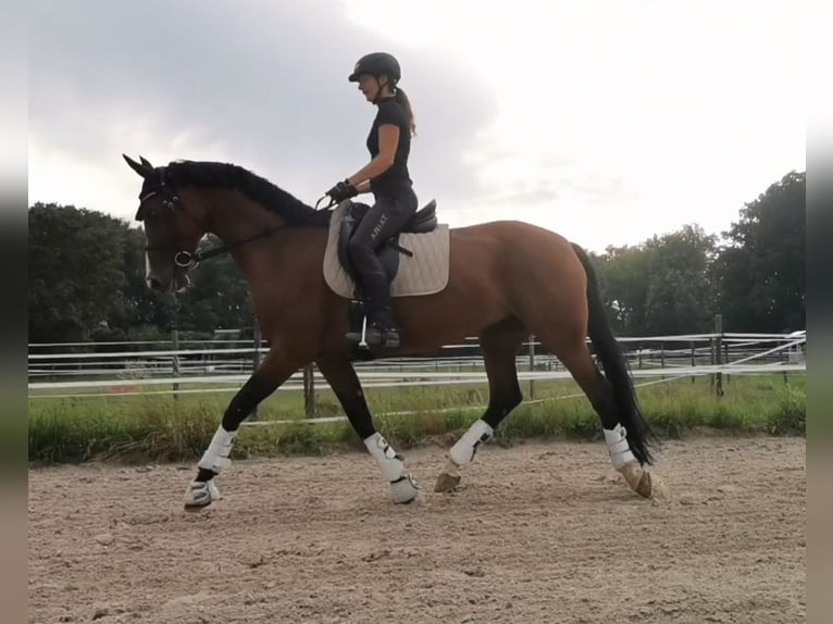 Hanoverian Mare 8 years 16 hh Brown in Burghausen