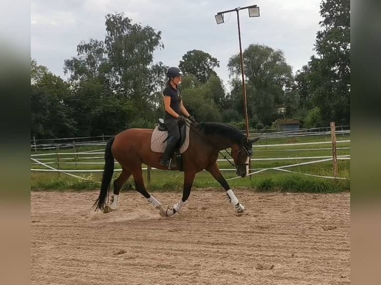 Hanoverian Mare 8 years 16 hh Brown in Burghausen