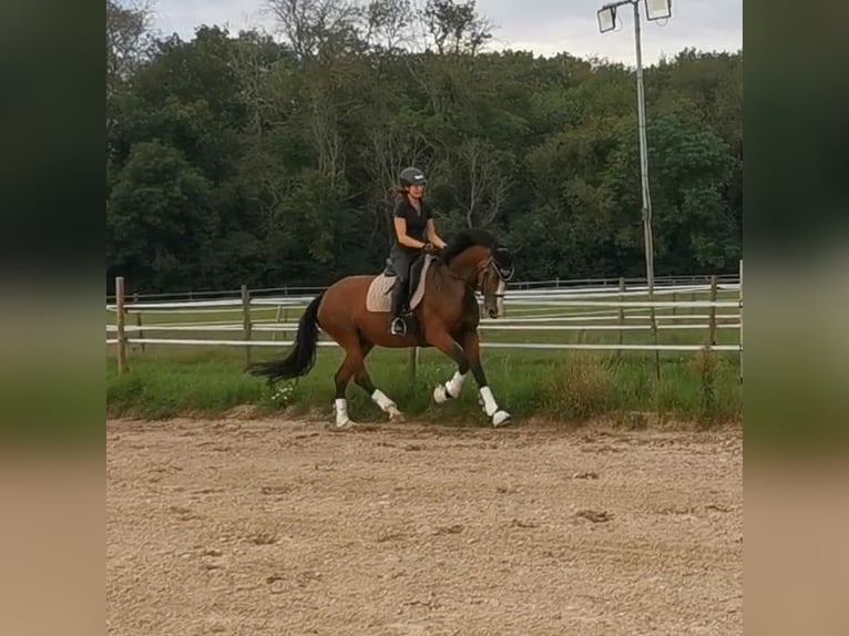Hanoverian Mare 8 years 16 hh Brown in Burghausen