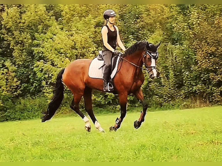Hanoverian Mare 8 years 16 hh Brown in Burghausen
