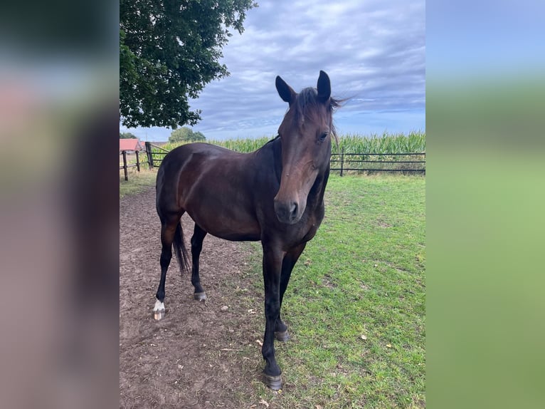 Hanoverian Mare 8 years 16 hh Brown in Essen (Oldenburg)