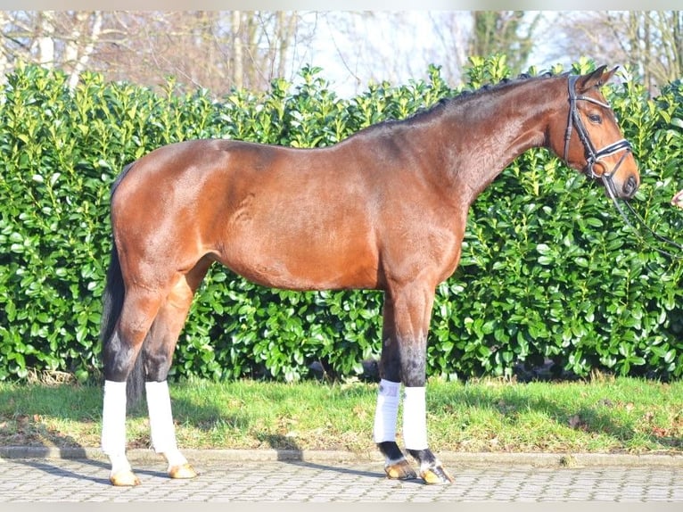 Hanoverian Mare 8 years 16 hh Brown in Selsingen