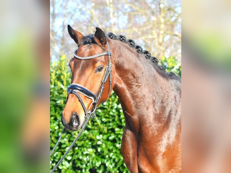 Hanoverian Mare 8 years 16 hh Brown in Selsingen