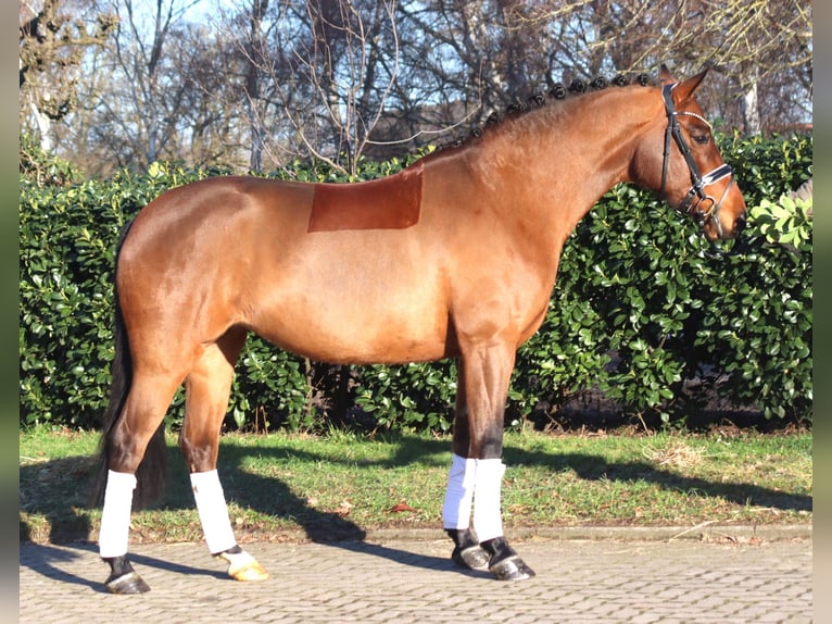 Hanoverian Mare 8 years 16 hh Brown in Selsingen